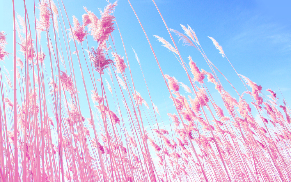 田野上的粉红色草背景 唯美天空