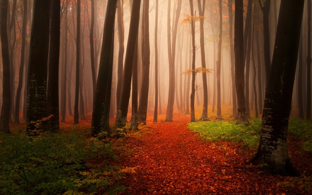 秋天的森林 唯美
