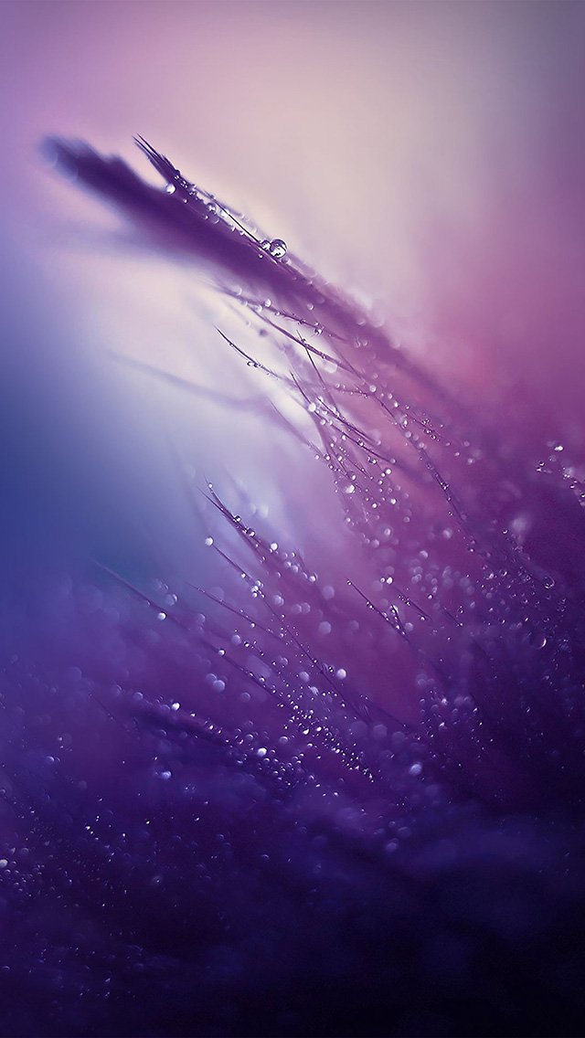 紫色的露水背景