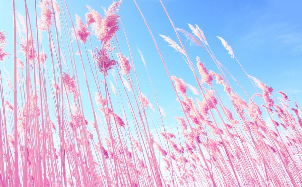 田野上的粉红色草背景 唯美天空