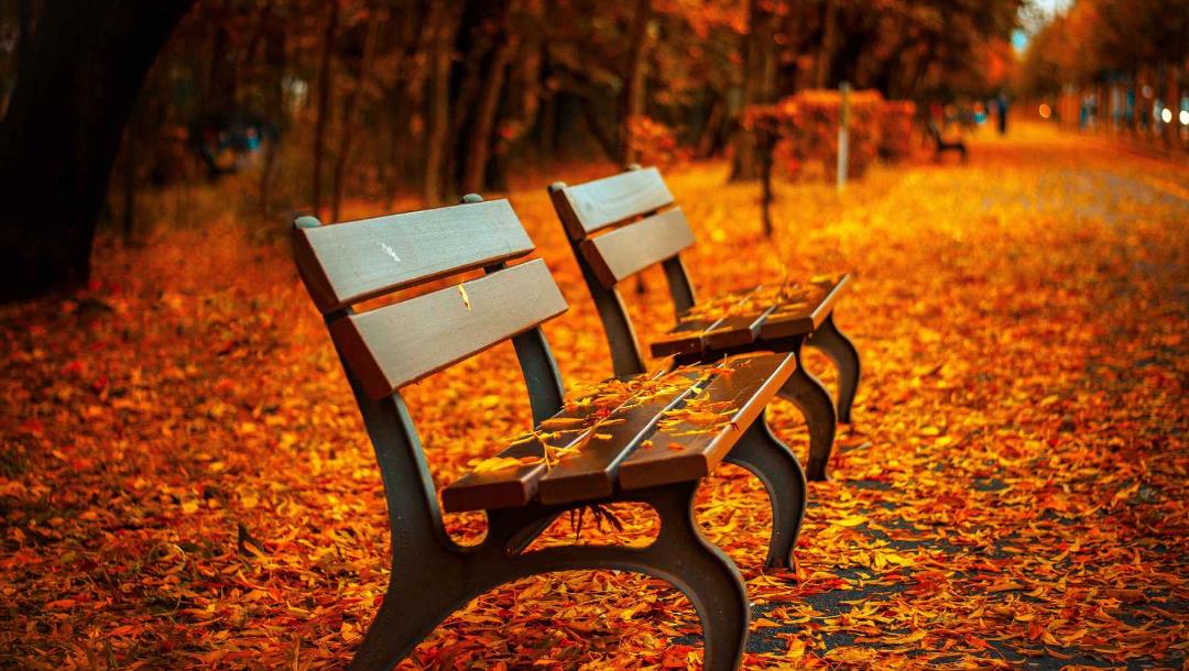 秋天的叶凳4K壁纸 唯美背景