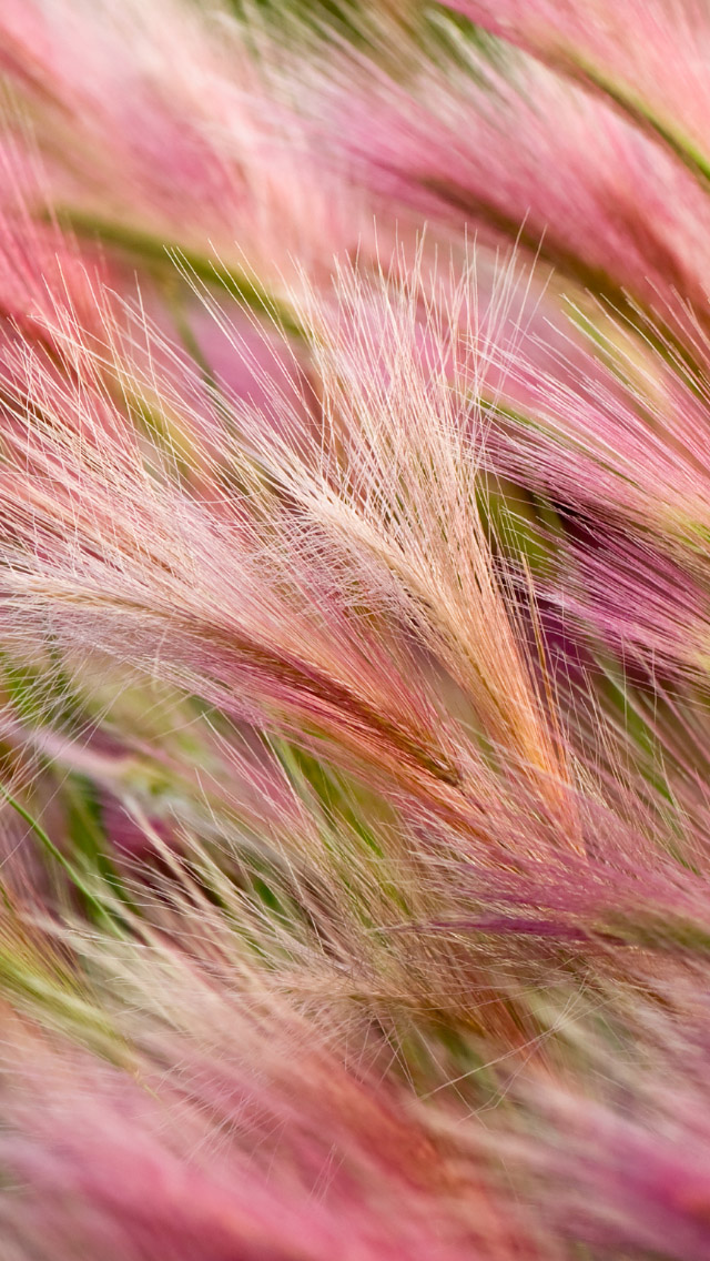 唯美粉红色的草手机背景 芒颖大麦草壁纸