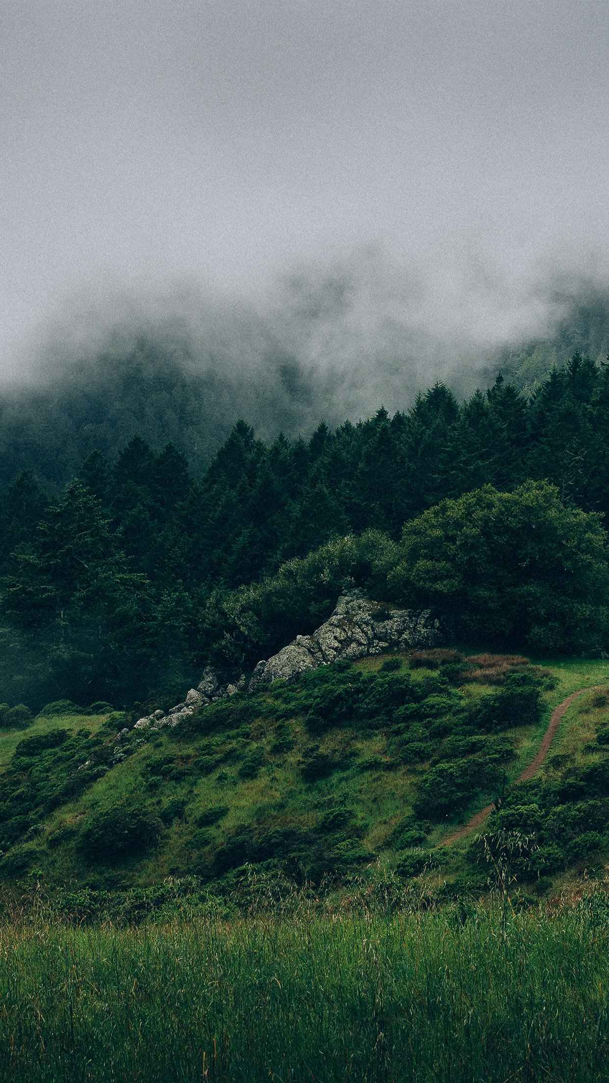 唯美如仙境般的雾中森林图片