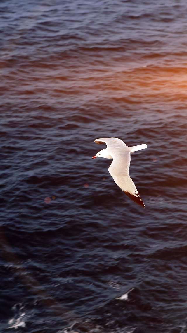 正在海上自由飞翔的海鸥图片