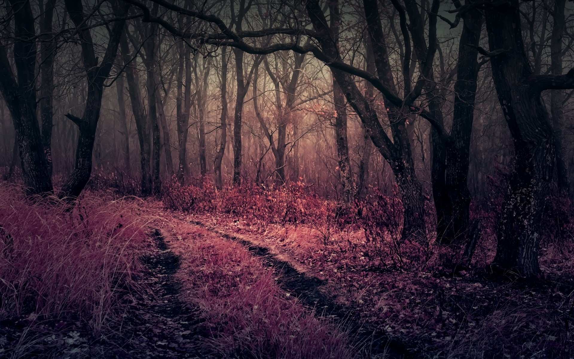 紫色的枯树森林图片
