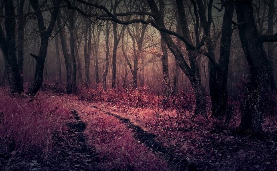 紫色的枯树森林图片