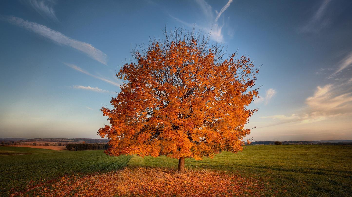 秋天中的平原大树图片 落叶壁纸