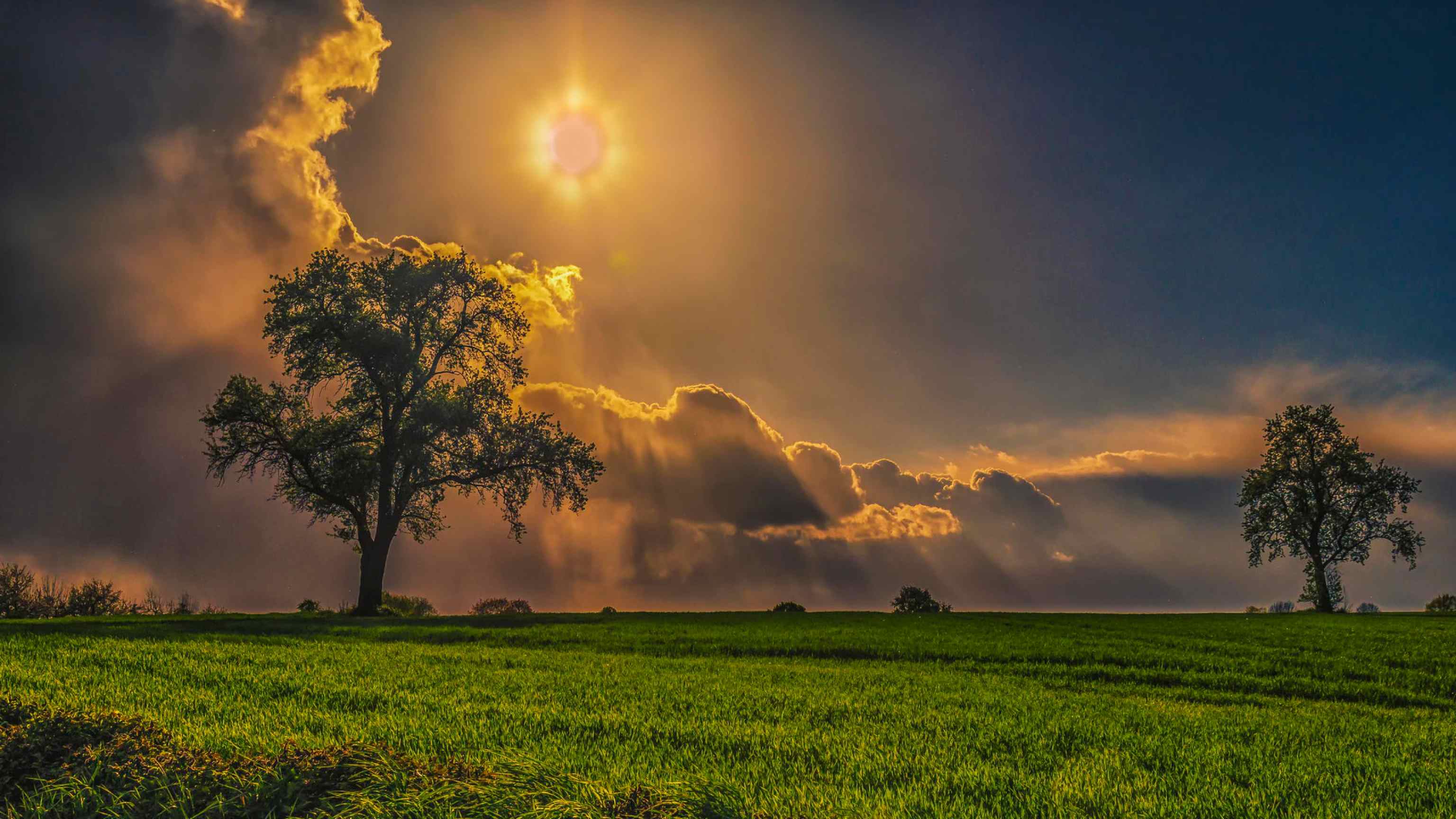 唯美绿色田野图片 树/天空/太阳
