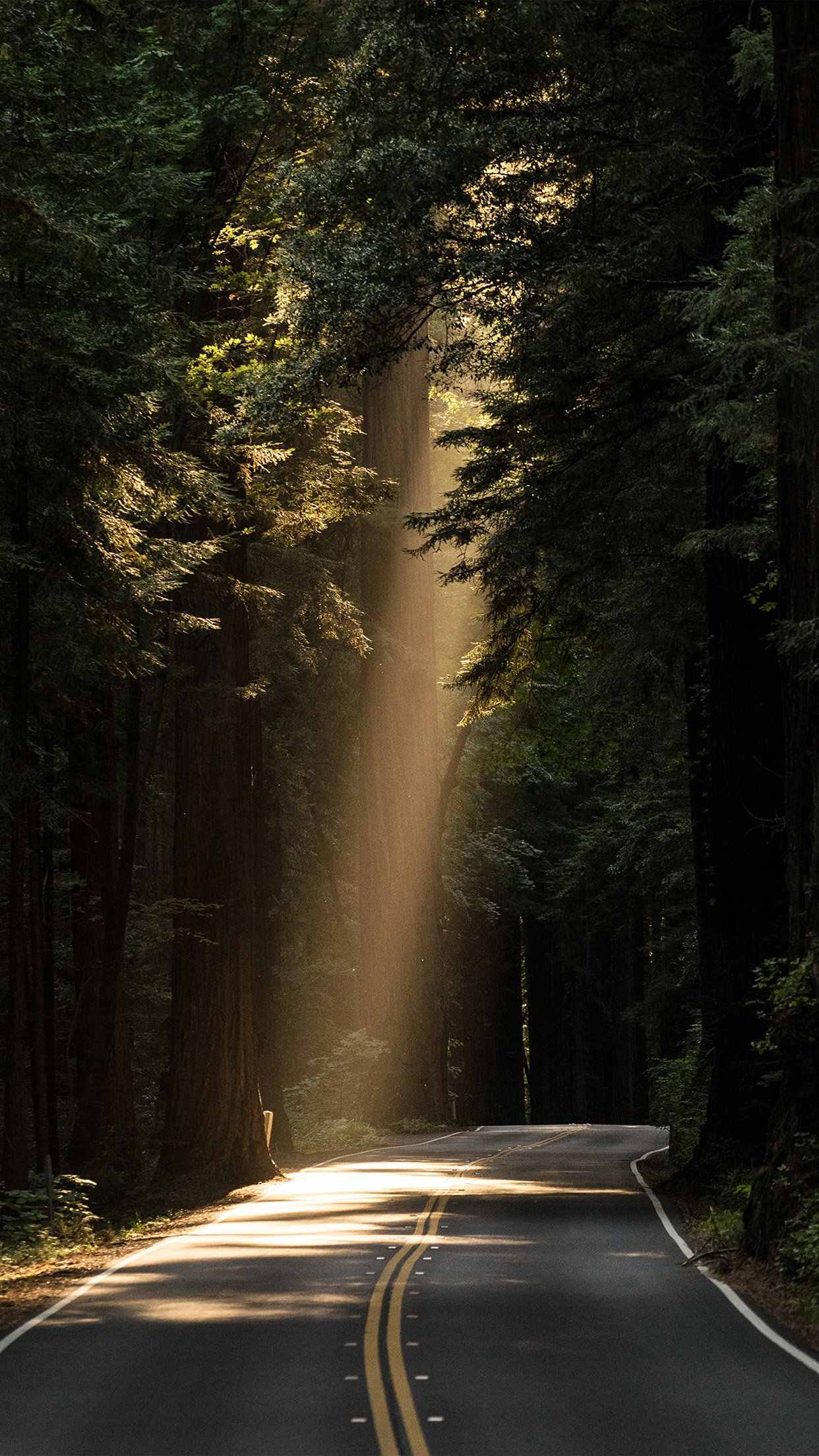 透过森林公路下的阳光手机背景