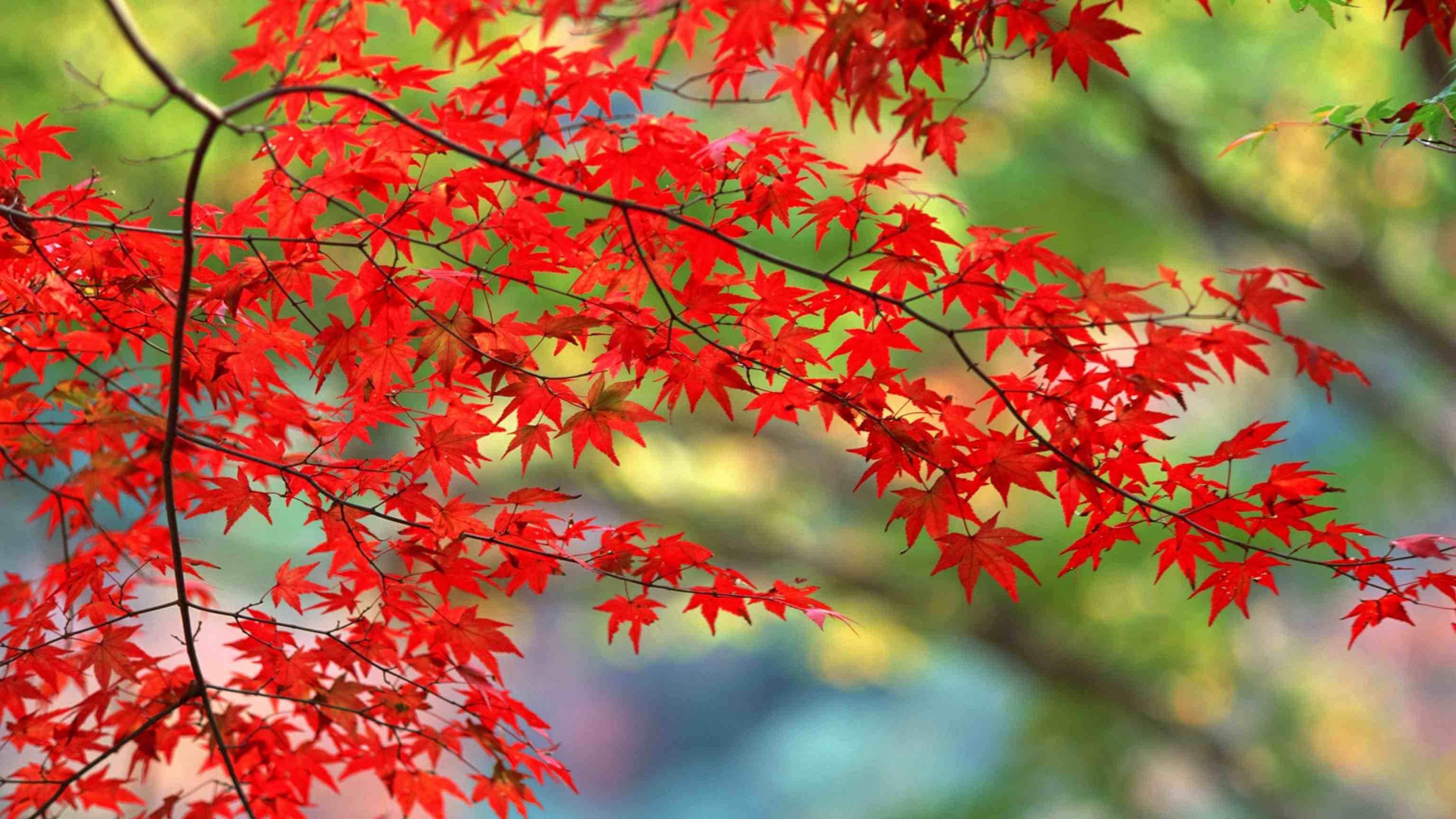 秋天红色叶子图片 大树叶子