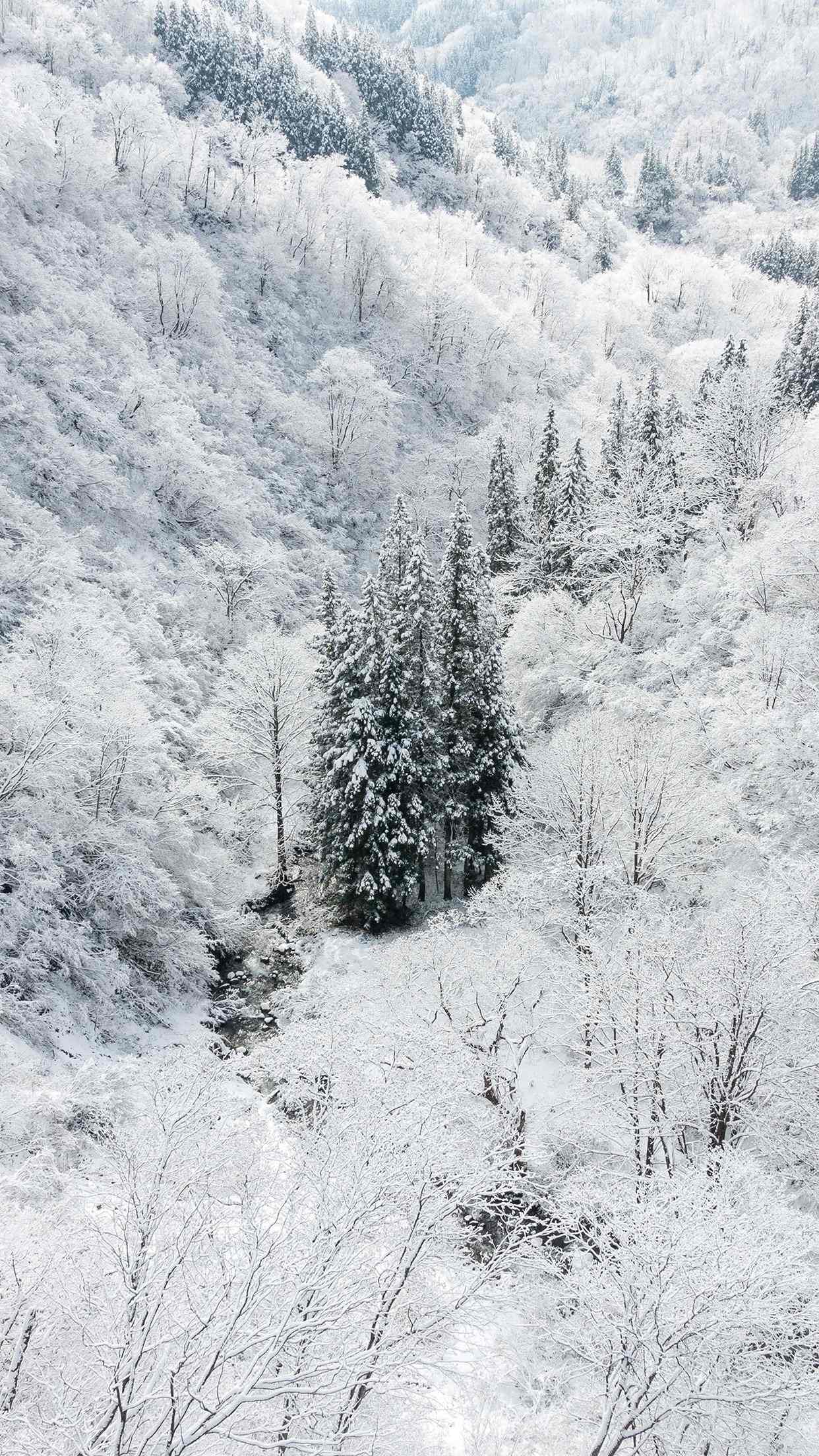 漫天纯白飞雪的美丽森林风景