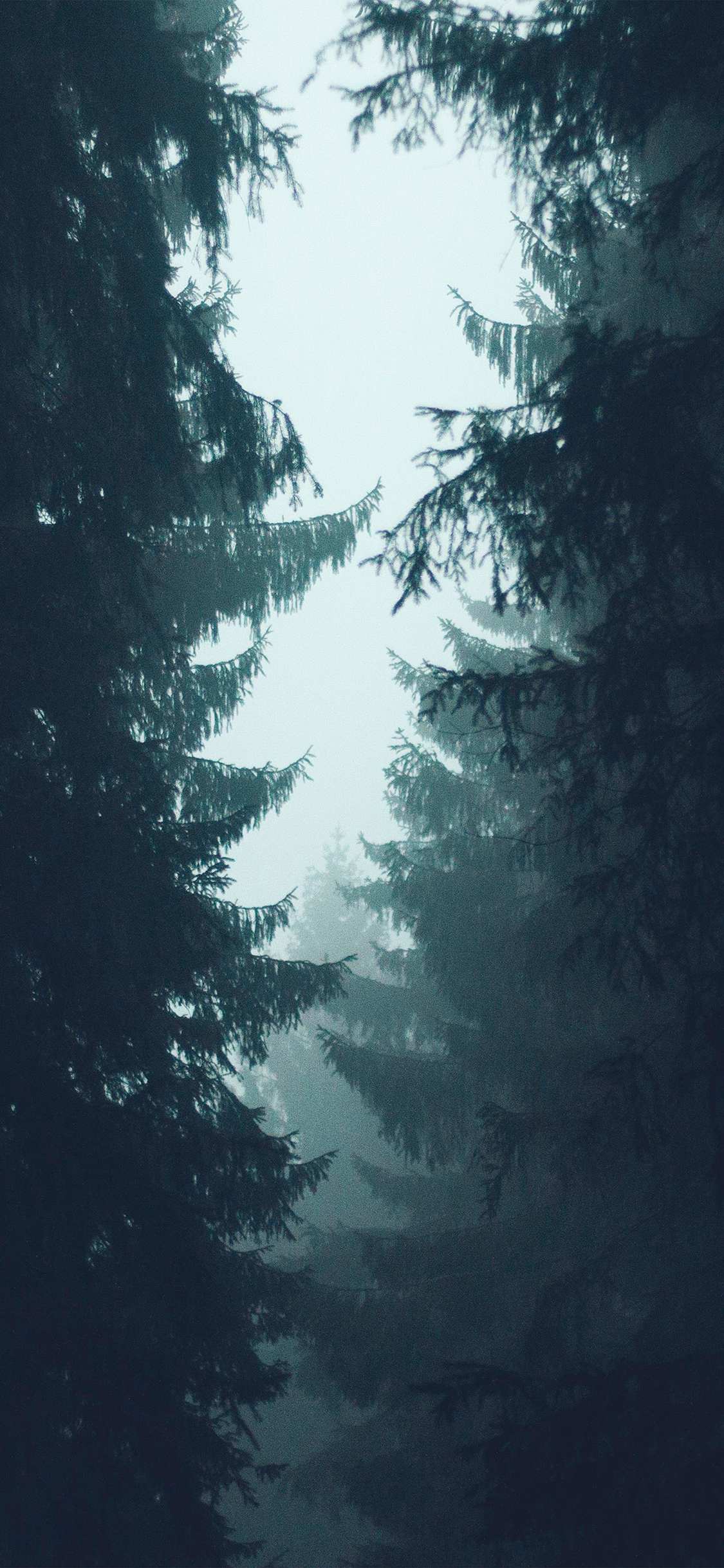 雾蒙蒙的森林 大树唯美护眼手机壁纸
