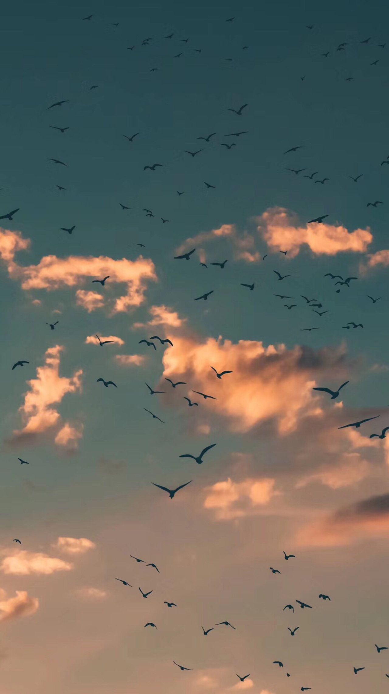 天空 云彩 密密麻麻飞翔的鸟儿 大雁手机壁纸
