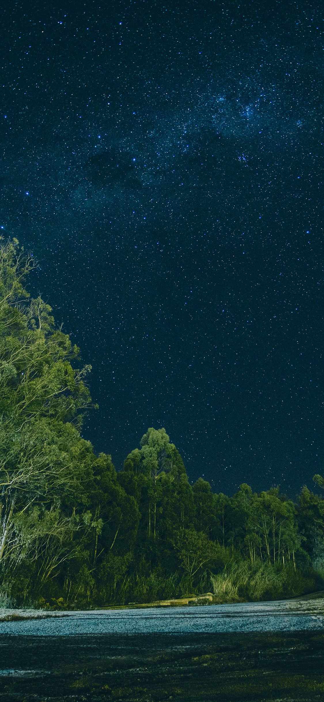 星空月光下的森林树木风景手机壁纸
