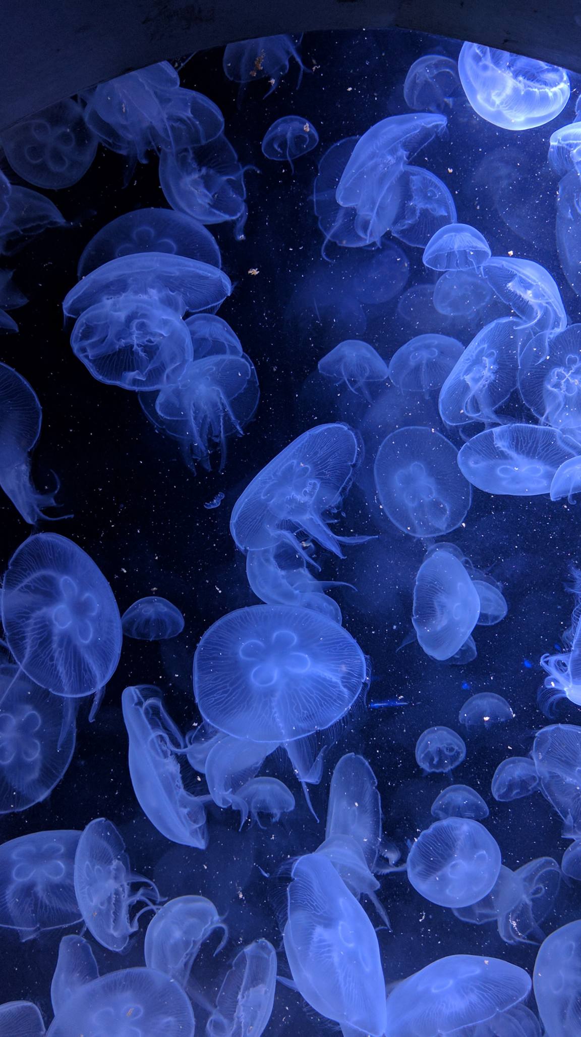 蓝色的海洋生物水母壁纸