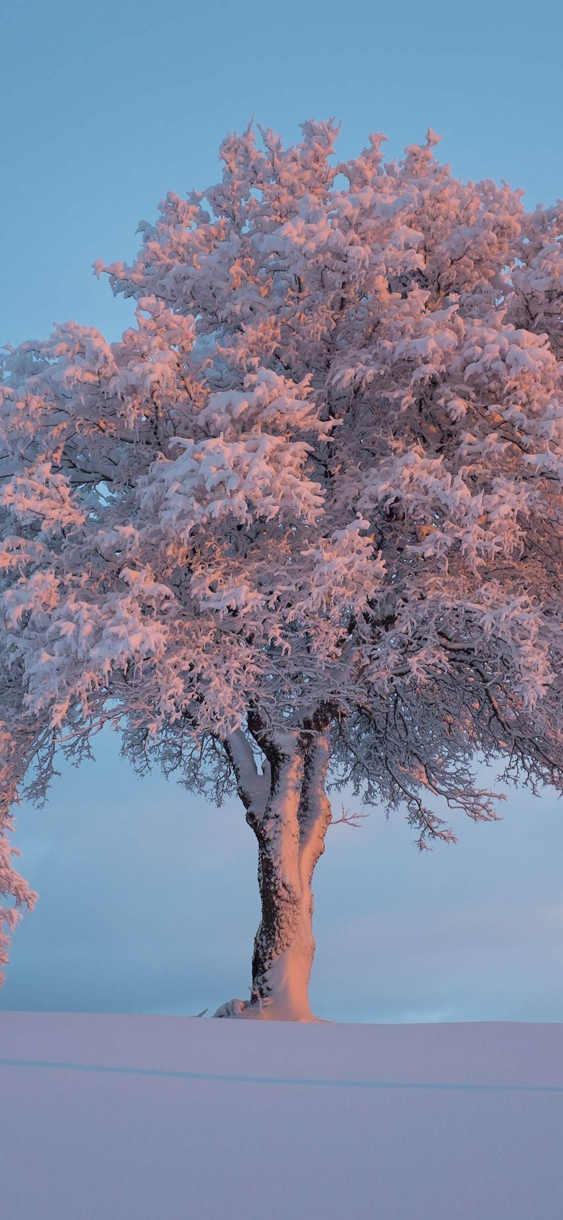 雪地中屹立的一棵树 树上挂满雪 超美